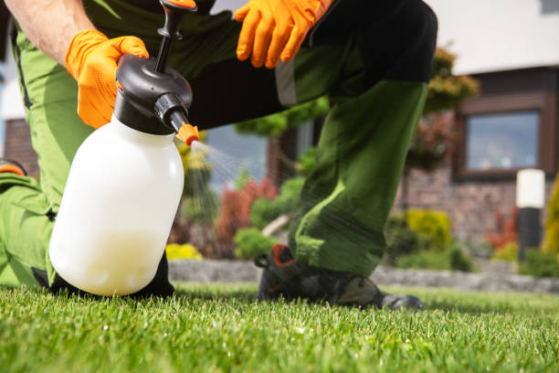 Wasp Removal Services in Snowflake, AZ