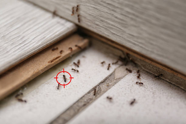 Best Commercial Pest Control Services  in Snowflake, AZ
