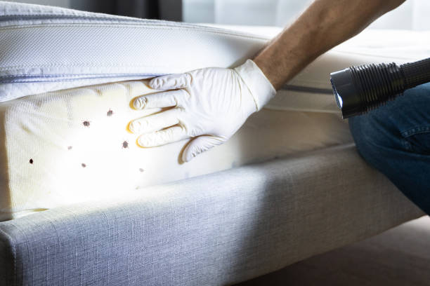 Best Wasp Removal Services  in Snowflake, AZ