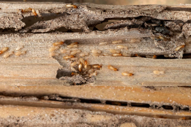 Best Commercial Pest Control Services  in Snowflake, AZ