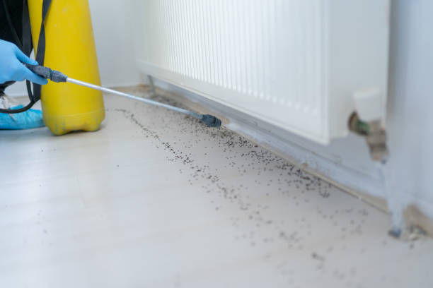 Flea Control Services in Snowflake, AZ